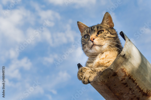 Foto Tabby calm cat resting on the shiver roof