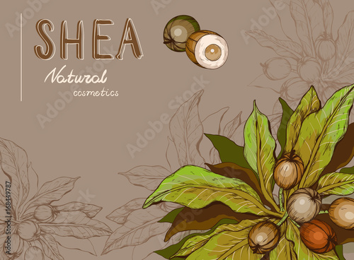Canvas Print Background with Shea nuts and branch
