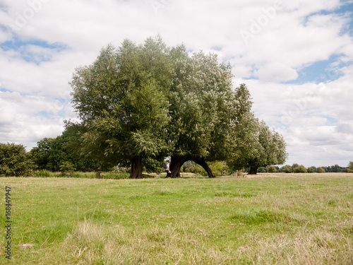 a big oak tree landscape outside along river with person walking