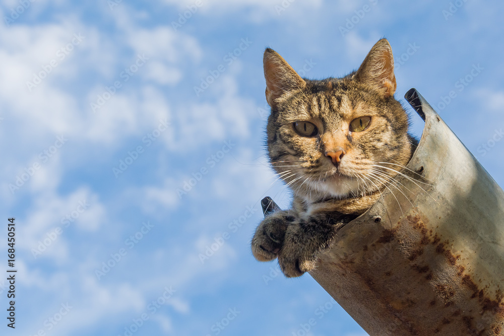 Fototapeta premium Tabby calm cat resting on the shiver roof 