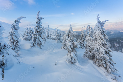 pine tree in winter at sunset in the mountains.