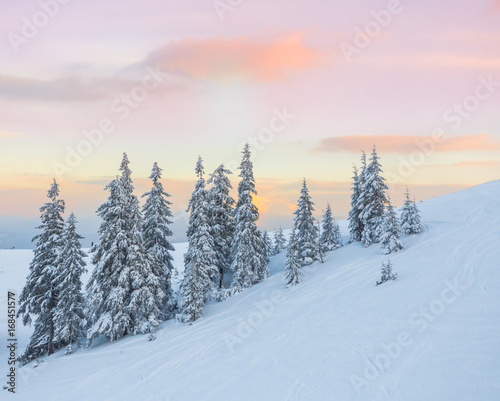 pine tree in winter at sunset in the mountains.
