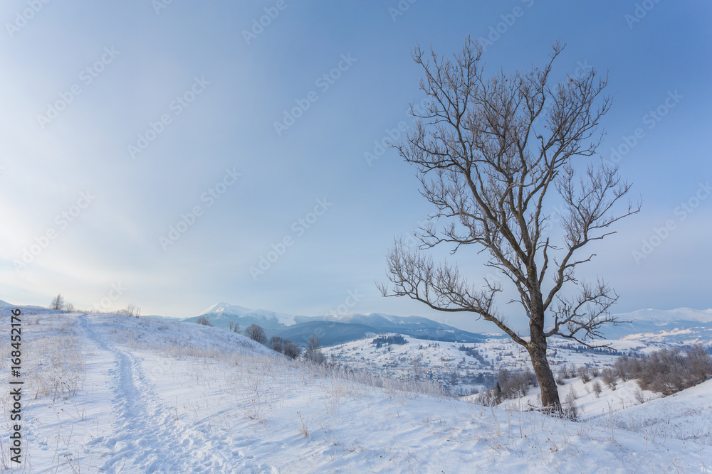 Winter landscape with lots of snow and trees Winter landscape with lots of snow and trees