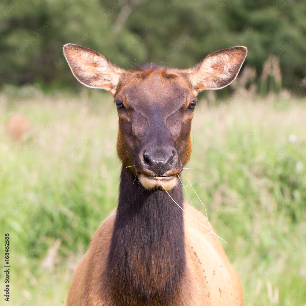 Elk Elk