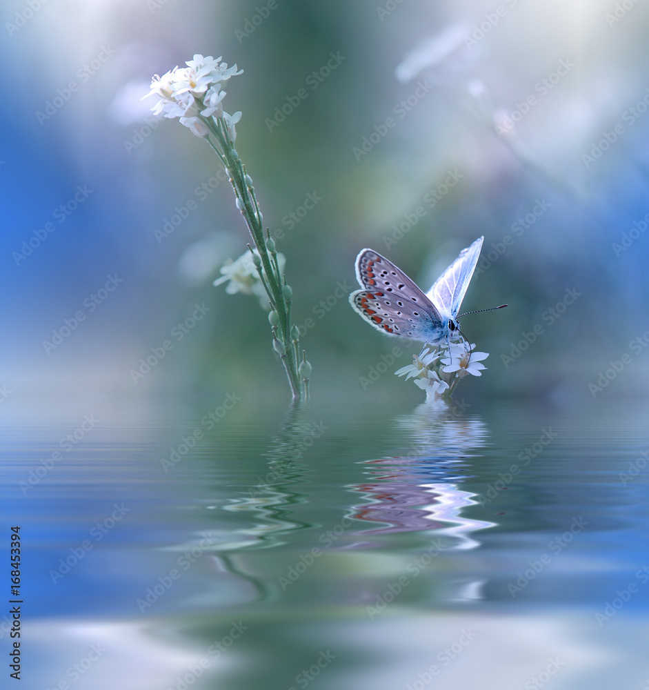 Blue Magic butterfly over water and      in the Water. Stock Photo | Adobe Stock