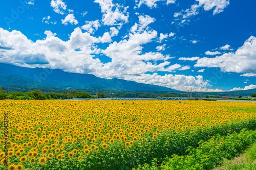 Akeno Sunflower Field under Summer Sky – Radiant Rural Landscape (2017)