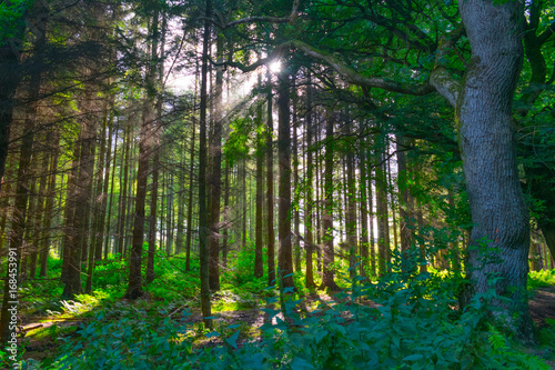 Fototapeta Naklejka Na Ścianę i Meble -  Sun breaking through the woodland in late summer