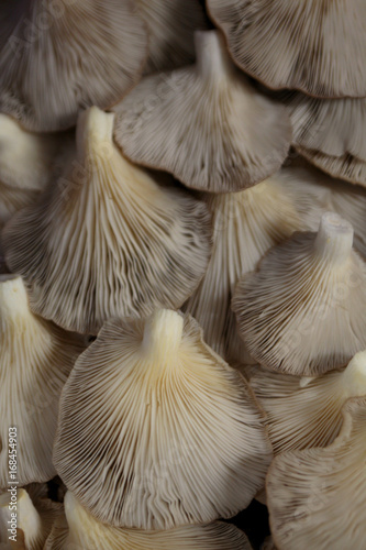 mushroom closeup in the market