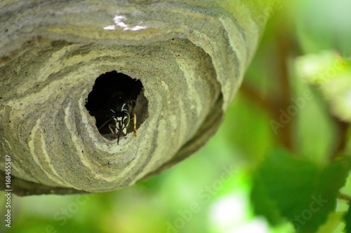 Photos Bald Faced Hornet Blackjacket at a Hive Entrance Opening