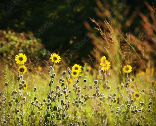 Sunflower prairie