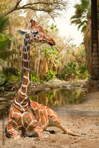 Canvas Print Magical view on giraffe near palms and river