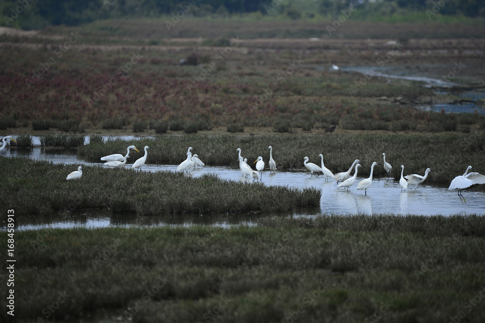 Obraz premium egrets