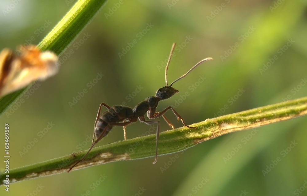 Fototapeta premium Photography macro ants over flowers