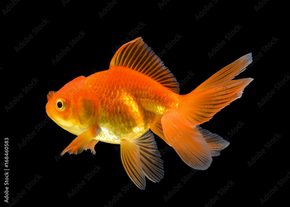 gold fish on black