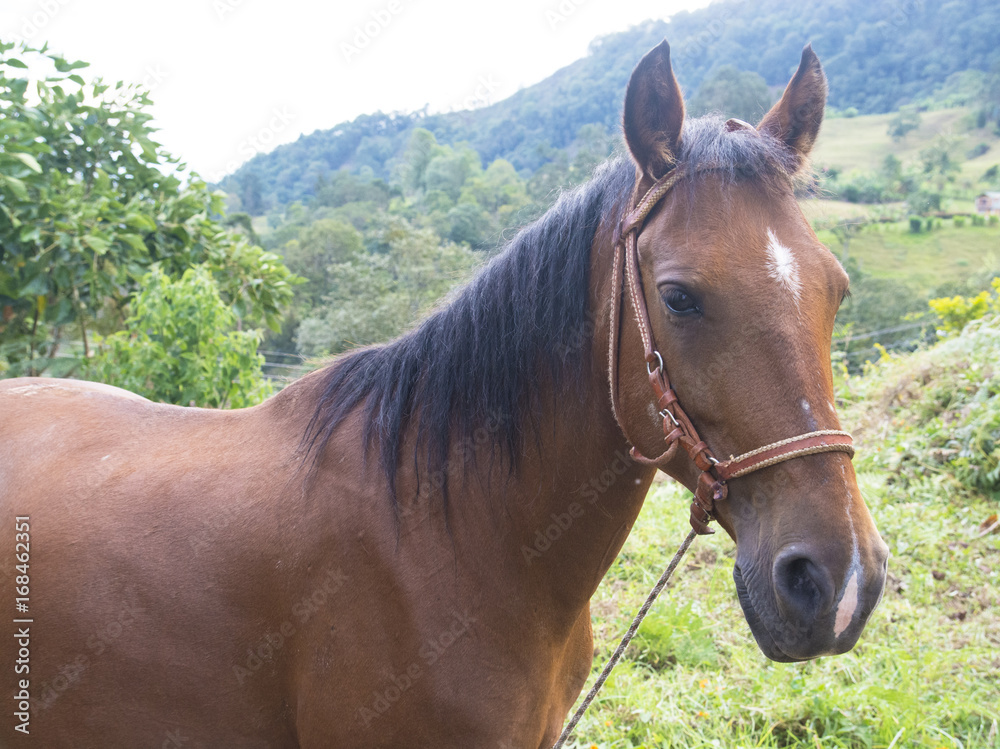 Obraz premium Horse side view