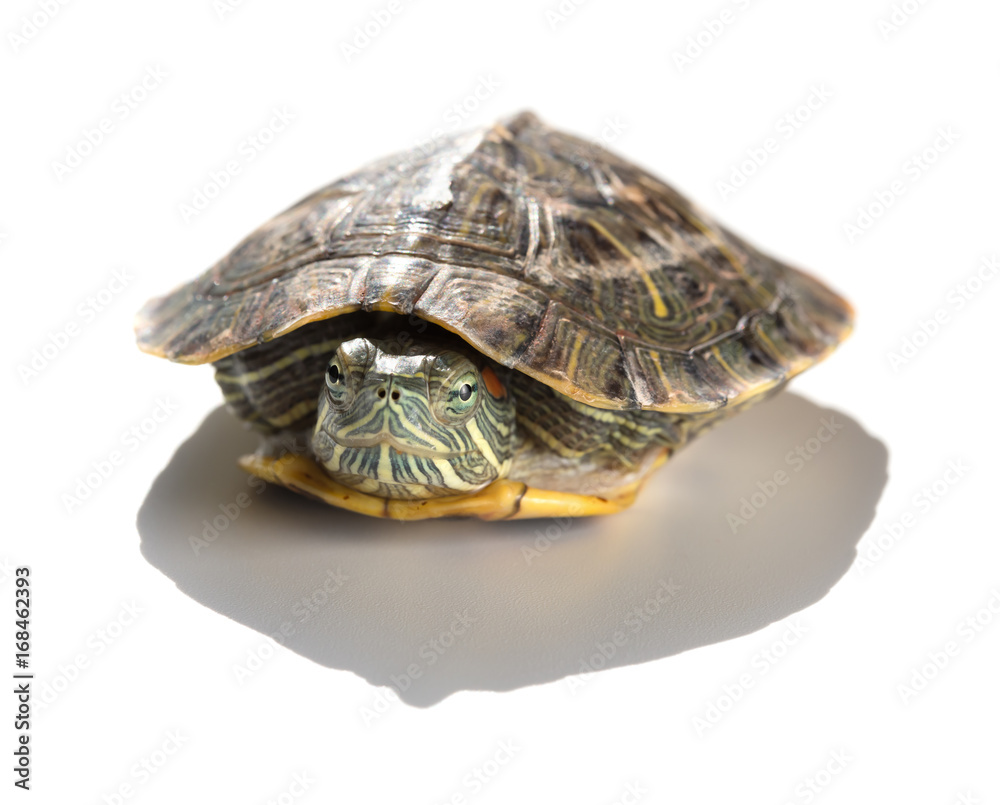 Obraz premium pet turtle red-eared slider or Trachemys scripta elegans hides its head under the shell