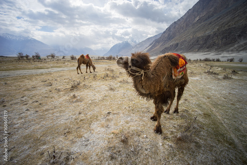 Camels for riding in Hunder sand dunes, Nubra valley, Ladakh