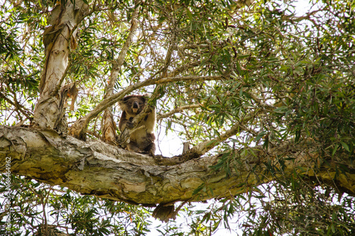Koala in a eucalypt tree