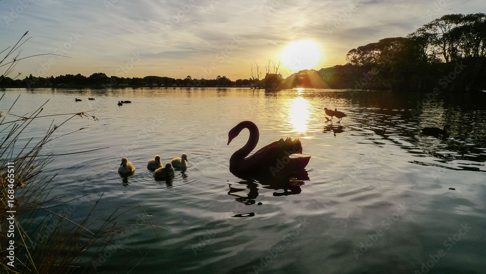 Fototapeta premium Black swan at sunset