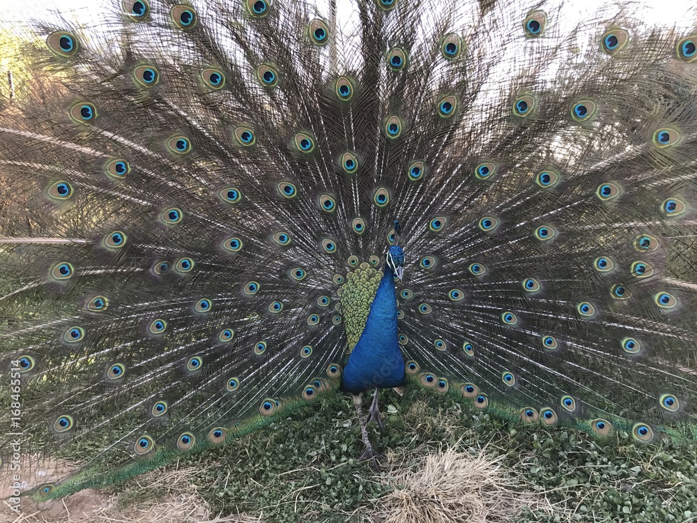 Obraz premium Paon bleu qui déploie sa traîne