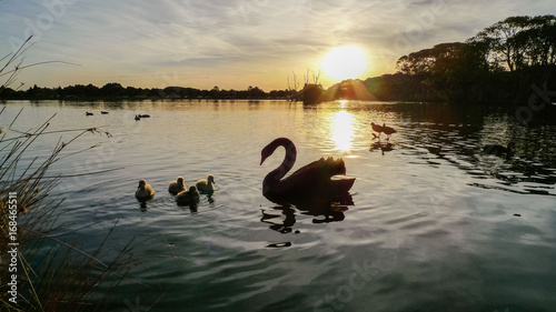 Black swan at sunset