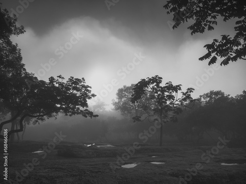 The scenry of hazy forest in the morning photo