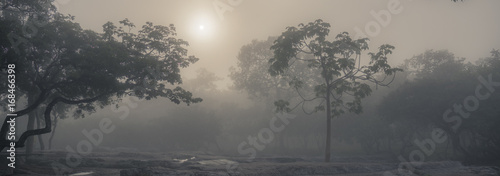 The scenry of hazy forest in the morning photo