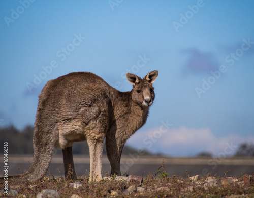 Male Eastern Grey Kangaroo