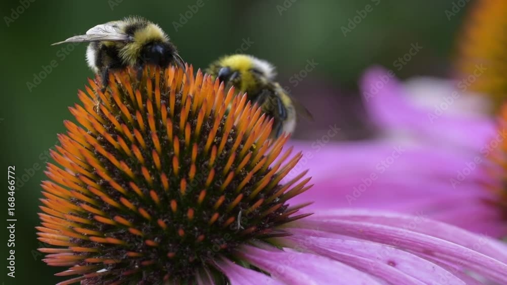 A bee collects nectar on a flower of echinacea A bee collects nectar on a flower of echinacea