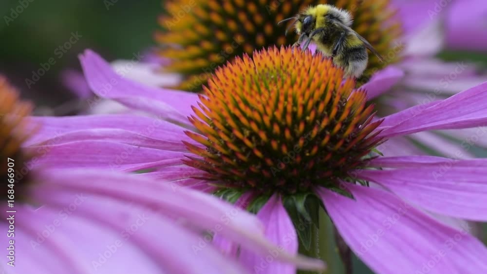 A bee collects nectar on a flower of echinacea
