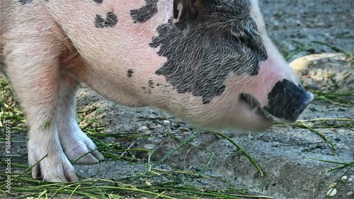 Wallpaper Mural Pigs on a farm Torontodigital.ca