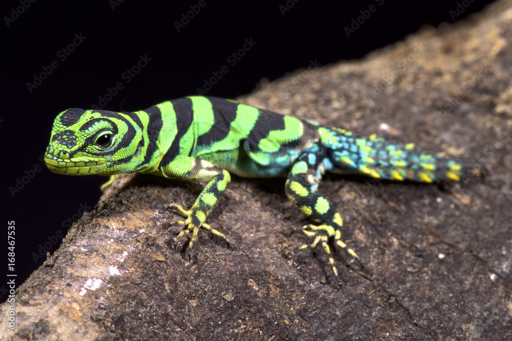 Fototapeta premium Emerald thornytail iguana, Uracentron azureum werneri