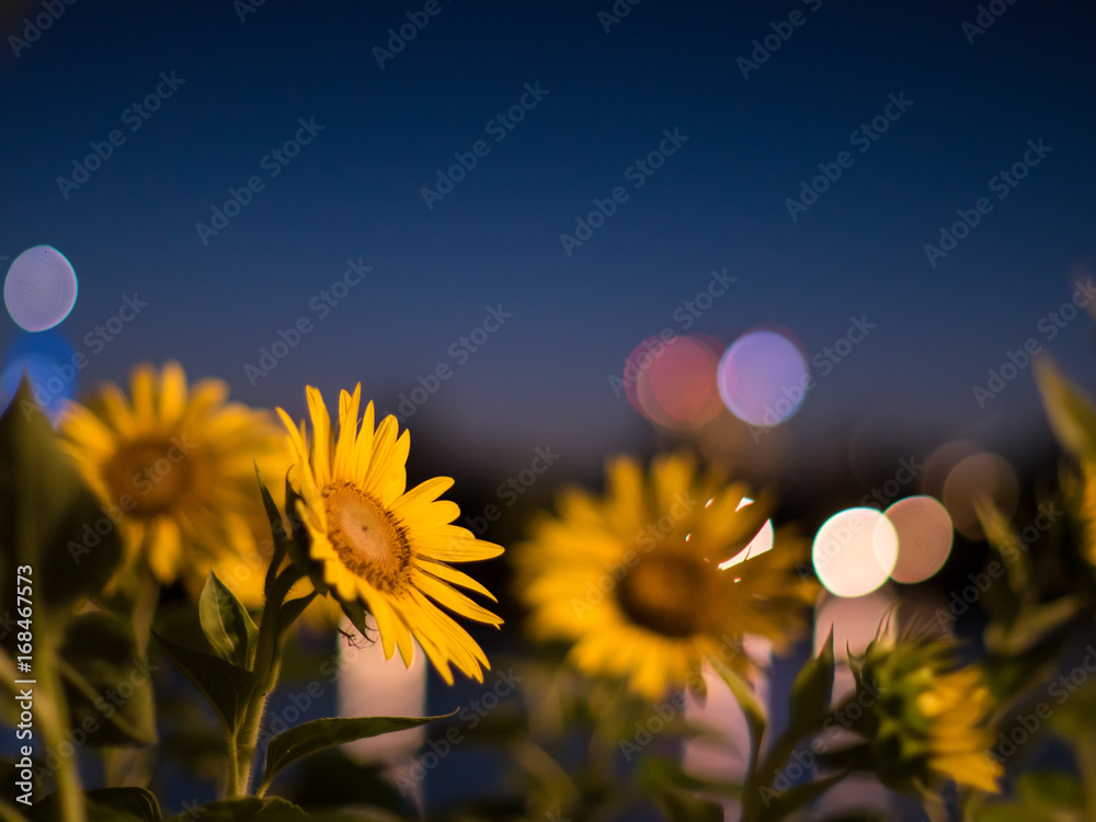 Fototapeta premium Sunflowers illuminated in urban city lights at night