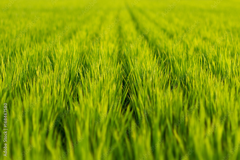 Green grass of rice field
