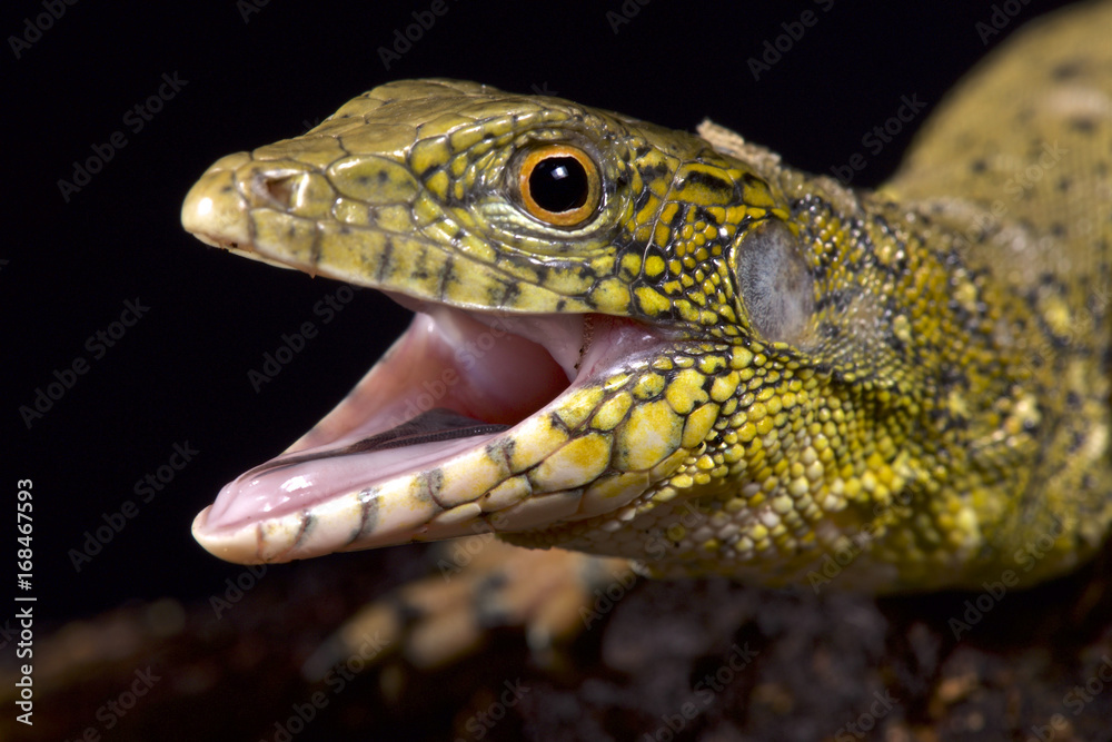 Crocodile tegu, Crocodilurus amazonicus Crocodile tegu, Crocodilurus amazonicus