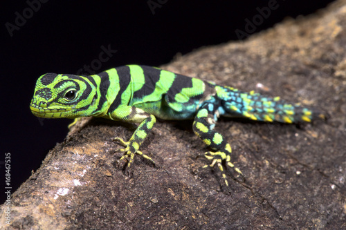 Emerald thornytail iguana, Uracentron azureum werneri photo