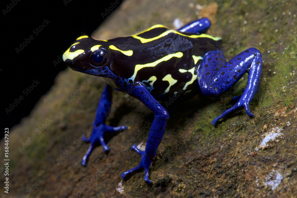 Fototapeta premium Dyeing dart frog, Dendrobates tinctorius 