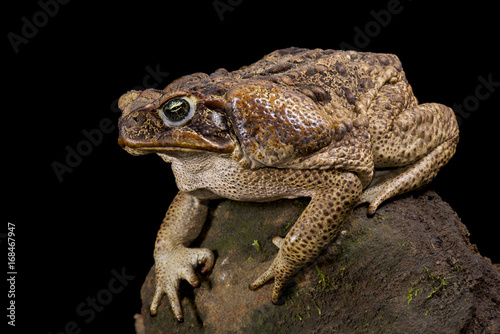 Giant toad, Rhinella marina