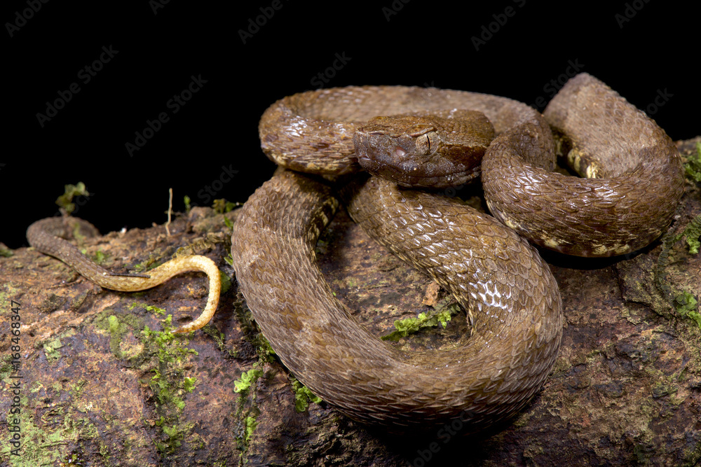 Fototapeta premium Lancehead, Bothrops atrox