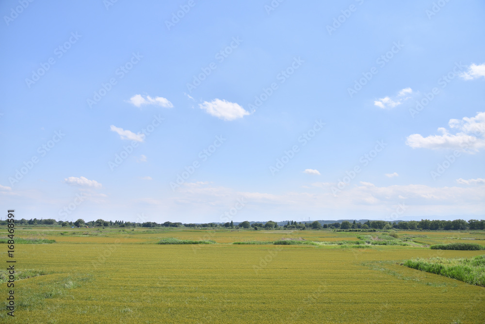 Fototapeta premium Wheat field in Japan