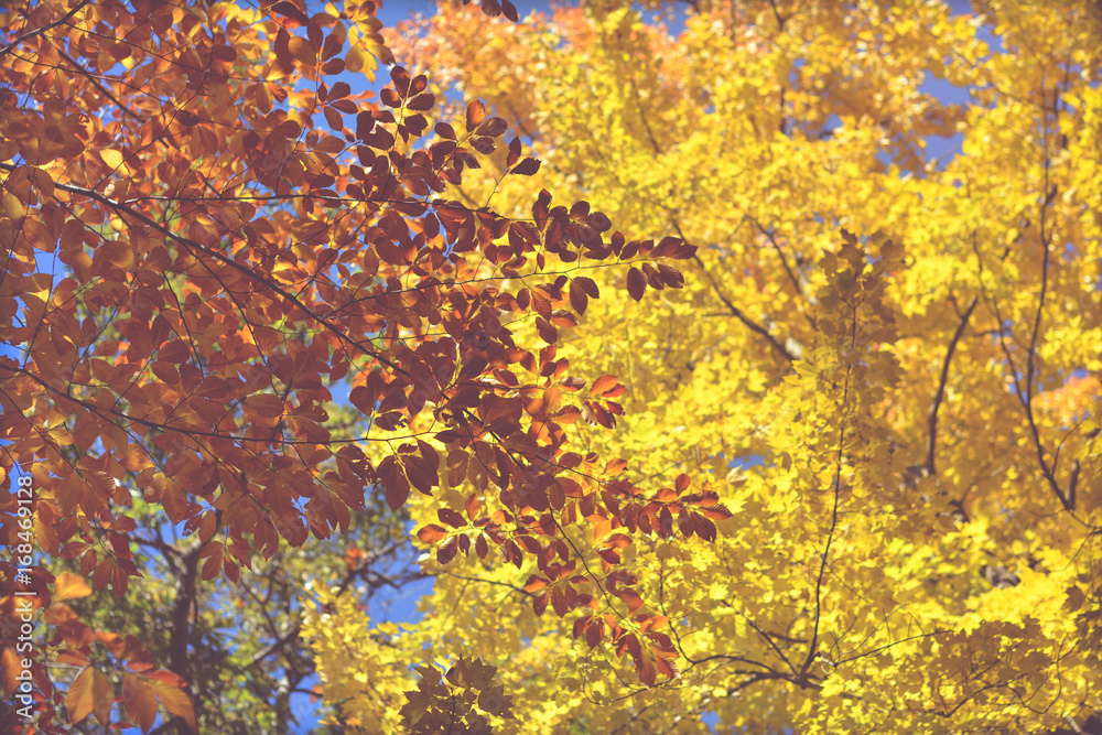 Autumn in the park  Beautiful Fall Colors, Leaves and trees up north. Golden Autumn.