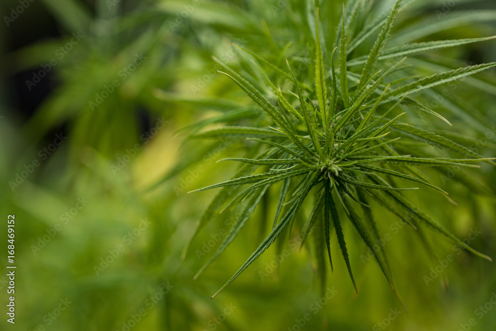 Marijuana Leaf with Marijuana young Plants in dark Background Marijuana Leaf with Marijuana young Plants in dark Background