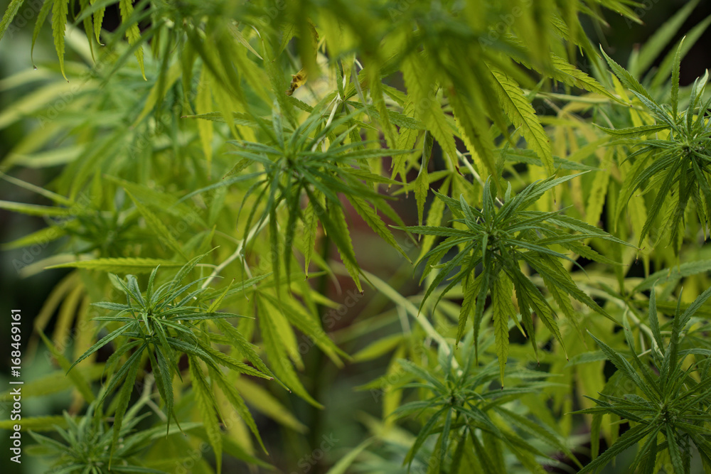 Marijuana Leaf with Marijuana young Plants in dark Background