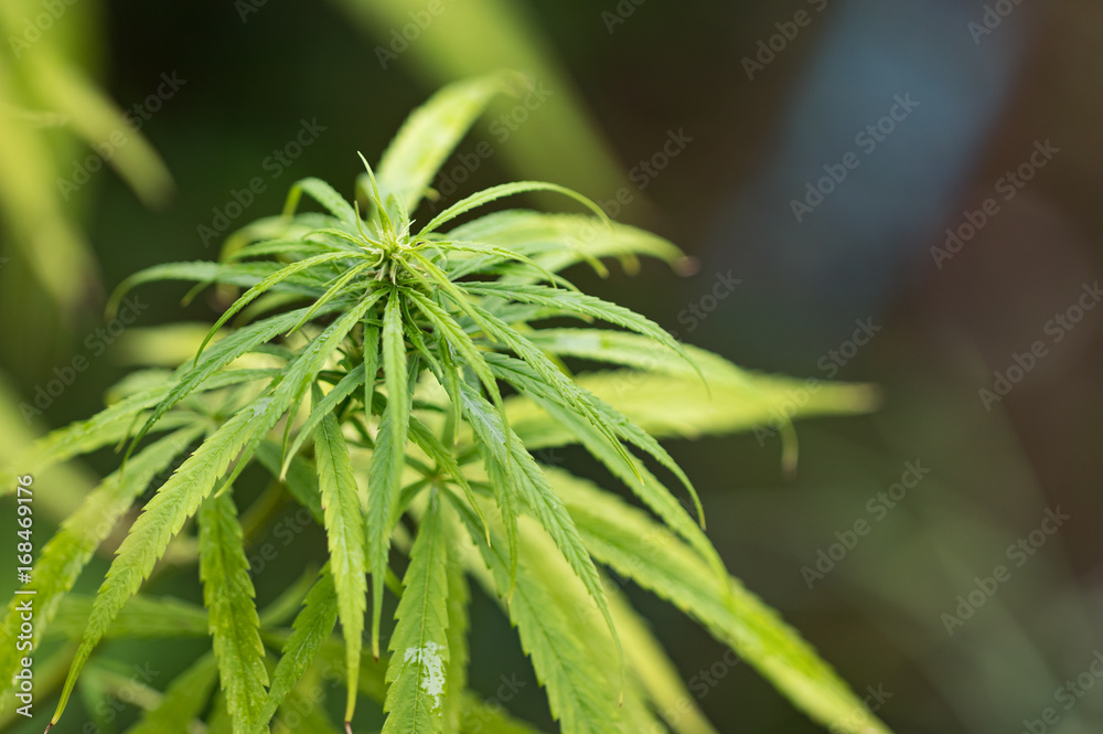 Marijuana Leaf with Marijuana young Plants in dark Background Marijuana Leaf with Marijuana young Plants in dark Background