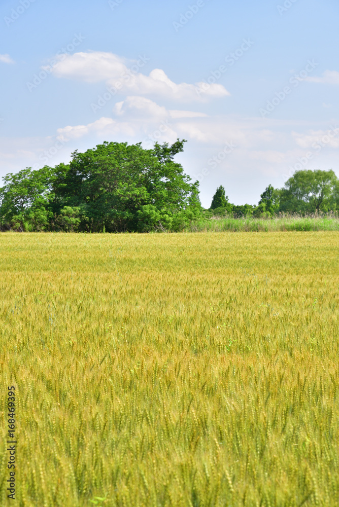 Wheat field in Japan