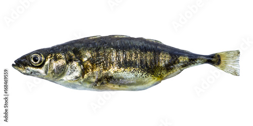 Fish stickleback isolated