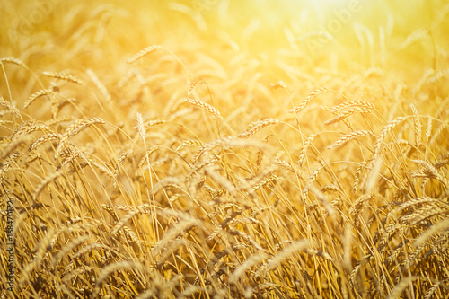 A cornfield of mature golden wheat with smooth ears of corn  a background of yellow wheat under sunlight on a summer day