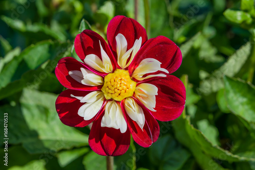 Annual garden dahlia dark in red on a background of green leaves  closeup