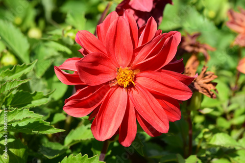 Fototapeta Naklejka Na Ścianę i Meble -  Annual garden dahlia in red on a background of green leaves
