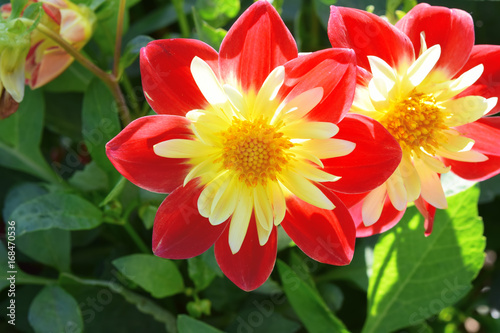 Fototapeta Naklejka Na Ścianę i Meble -  Annual ahlia garden red with white color on background of green leaves